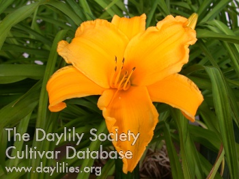 Daylily Golden Candles